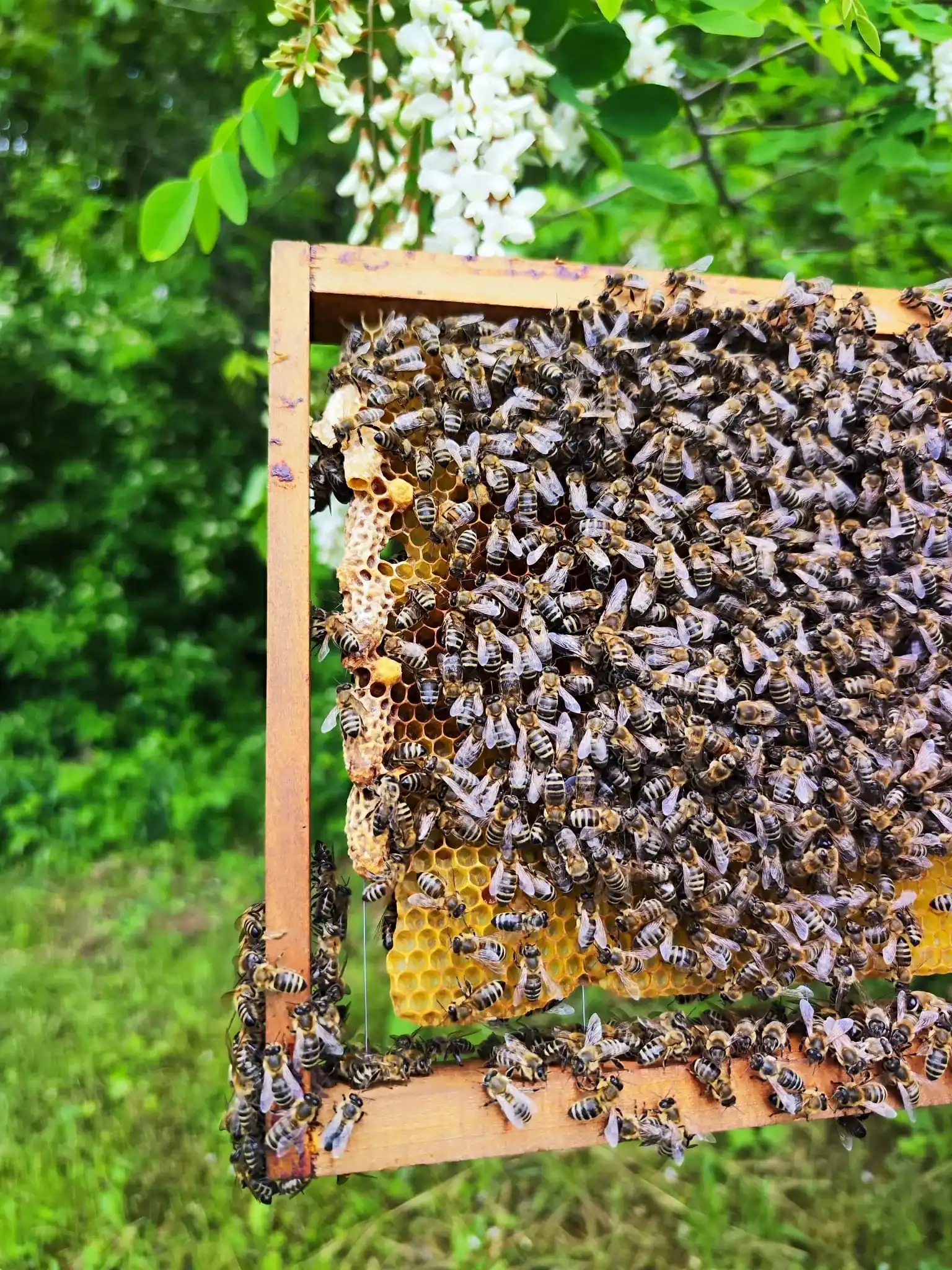 Ram iz košnice prekriven pčelama, iza njega grane bagrema u cvetu