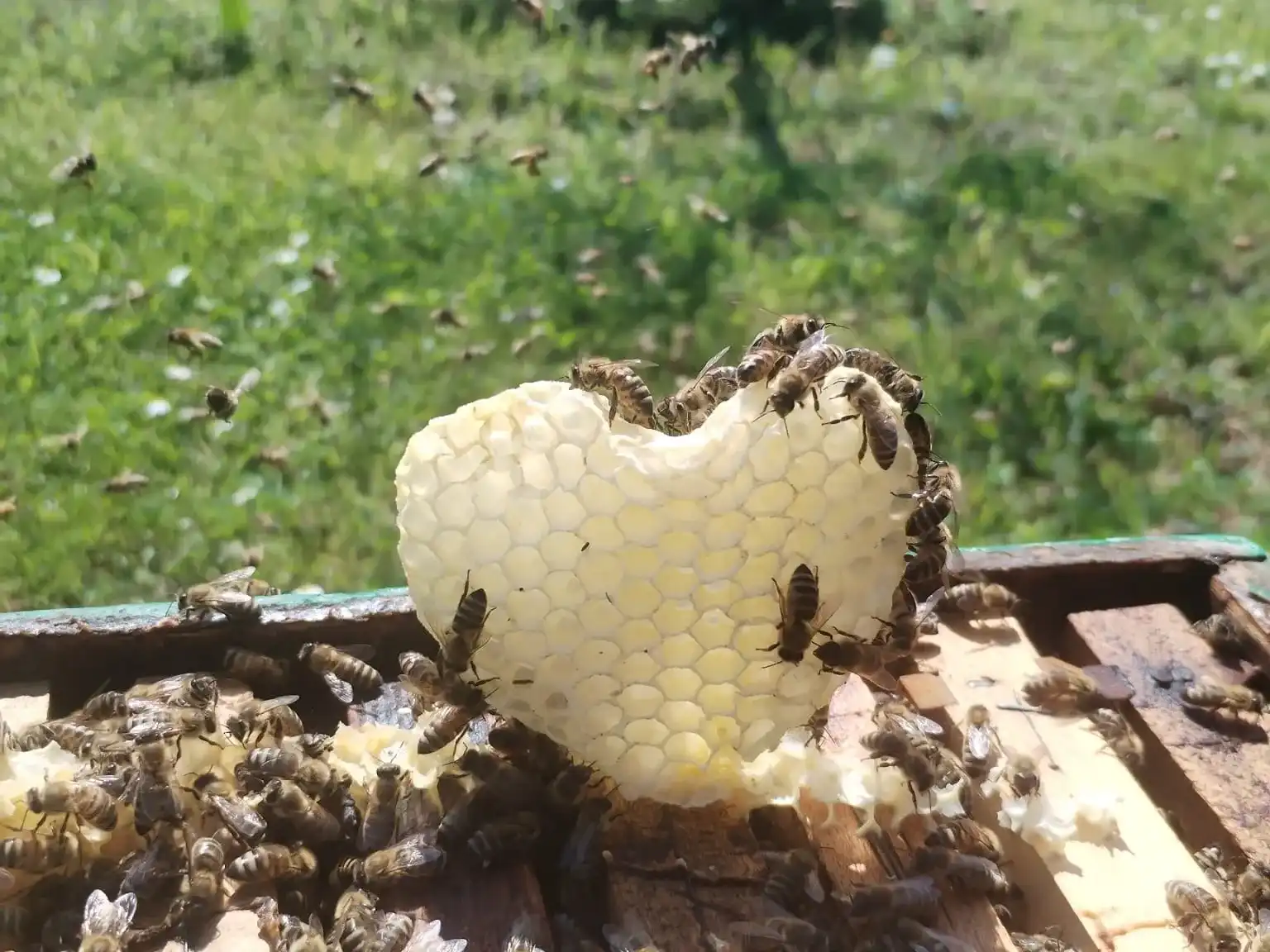 Pčele na saću u obliku srca iznad otvorene košnice, druge pčele lete iznad livade